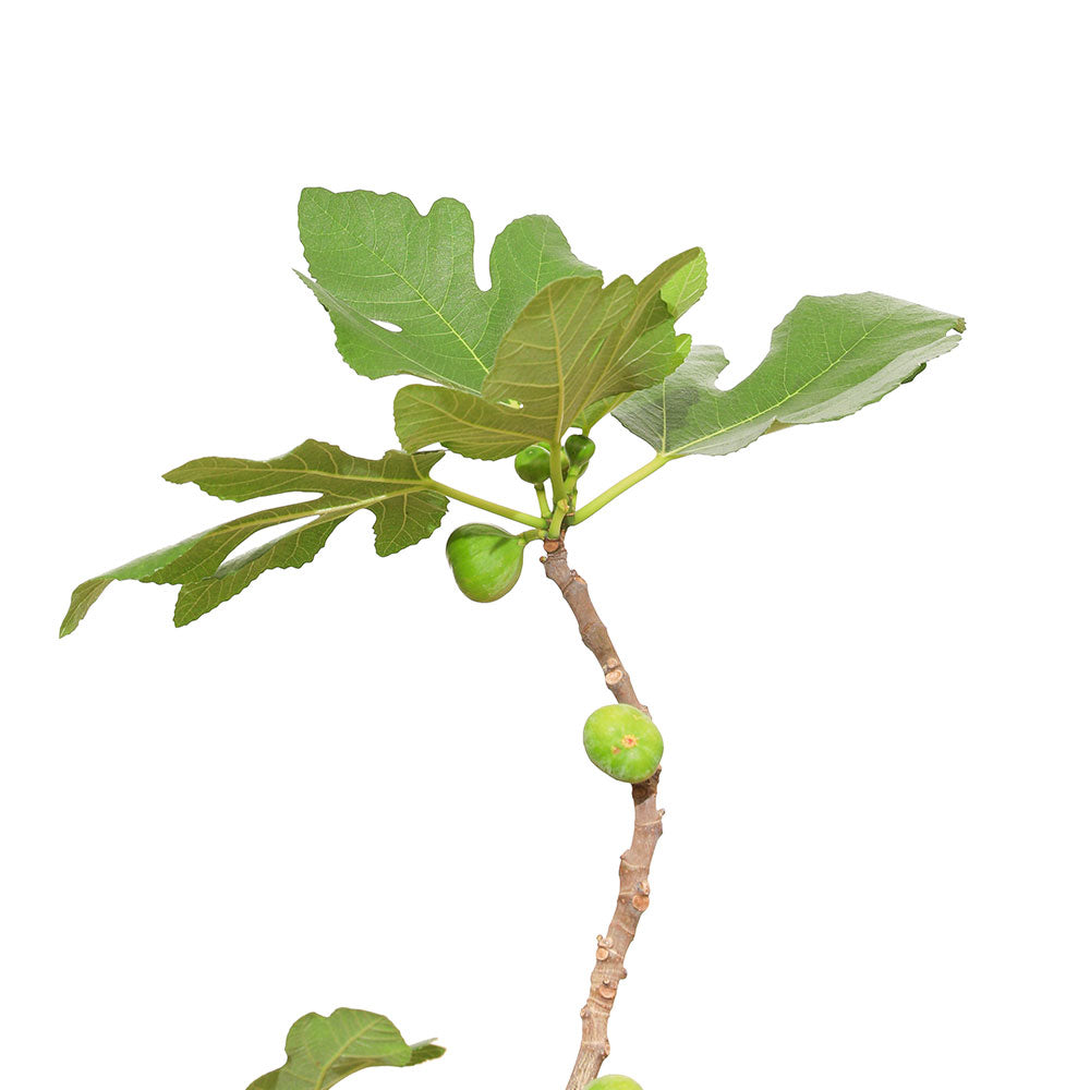FICUS CARICA (FIG) نبات التين