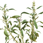 SALVIA OFFICINALIS سالفيا (مرمية)