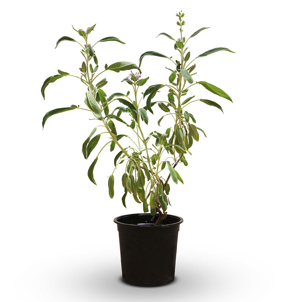 SALVIA OFFICINALIS سالفيا (مرمية)