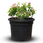 LANTANA CAMARA - MIXED VARIETIES 	لنتانا كامارا