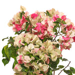 BOUGAINVILLEA TUSCANY LARGE جهنمية (مجنونة) توسكانى