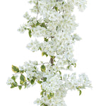 BOUGAINVILLEA MONTECRISTO VARIEGATED BIANCO جهنمية (مجنونة)