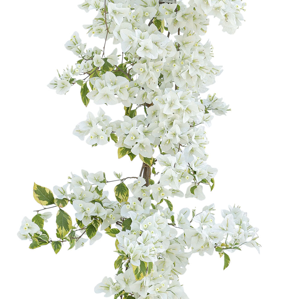 BOUGAINVILLEA MONTECRISTO VARIEGATED BIANCO جهنمية (مجنونة)