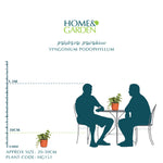 SYNGONIUM PODOPHYLLUM-H20 6 LTR سنغونيوم بودوفيلوم