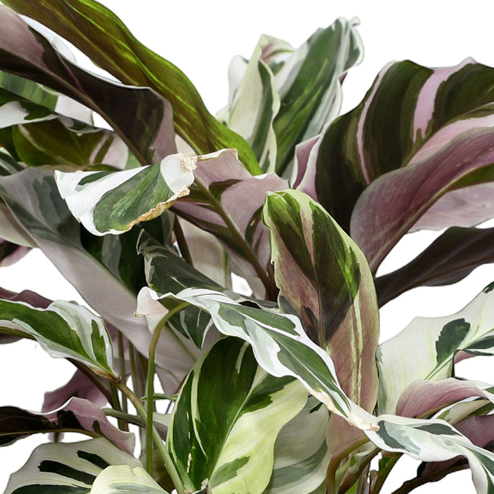 CALATHEA MAJESTICA-WHITESTAR - كلاثيا ماجستيكا - وايت ستار