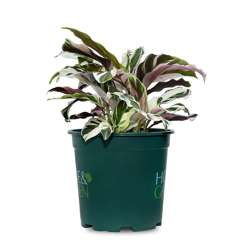 CALATHEA MAJESTICA-WHITESTAR - كلاثيا ماجستيكا - وايت ستار