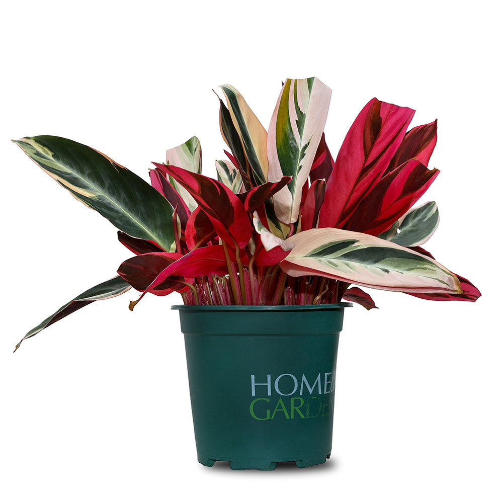 CALATHEA OPPENHEIMIANA - كلاثيا أوبنهايميانا