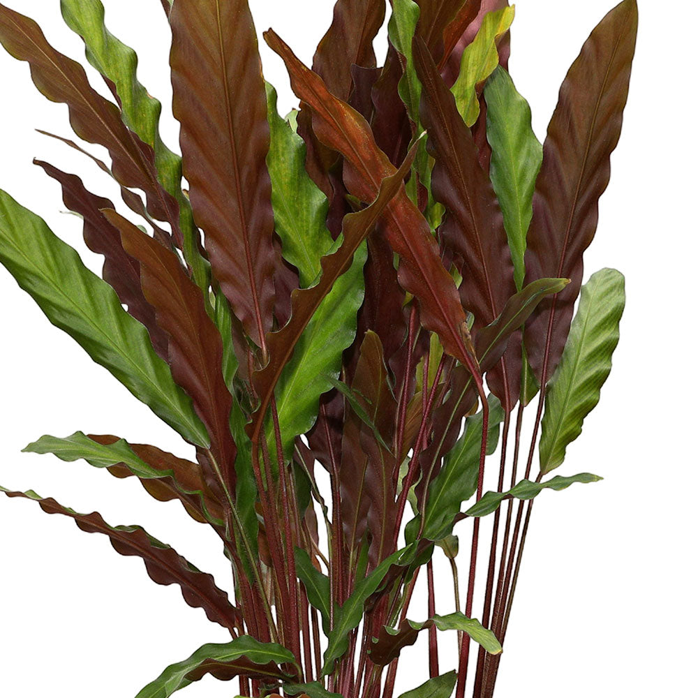 CALATHEA RUFIBARBA - كلاثيا روفيفاربا