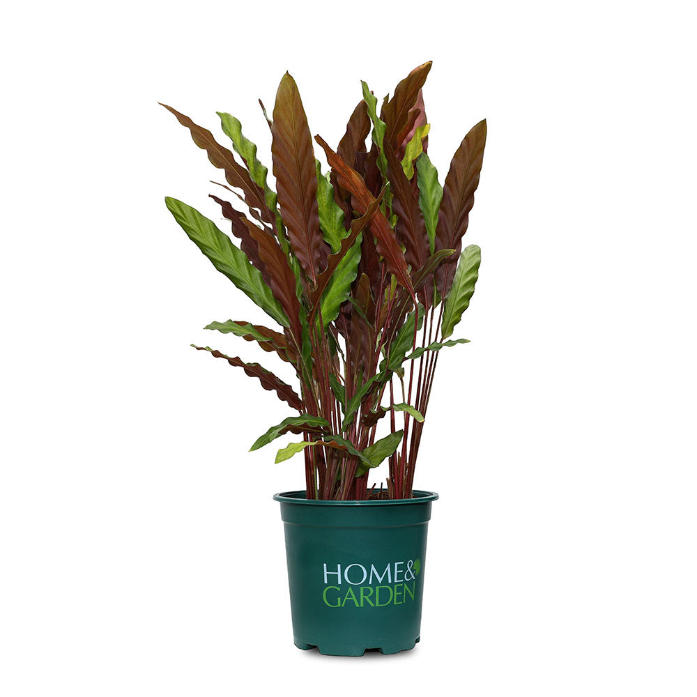 CALATHEA RUFIBARBA - كلاثيا روفيفاربا