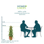 EPIPREMNUM PINNATUM MOSSTICK 100CM 25 LTR بوتس بيناتوم
