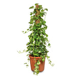 EPIPREMNUM PINNATUM MOSSTICK 100CM 25 LTR بوتس بيناتوم