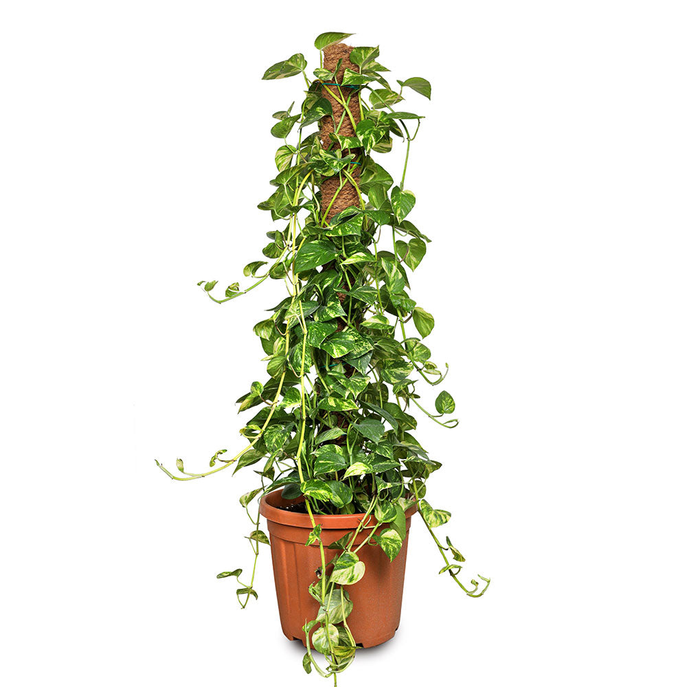 EPIPREMNUM PINNATUM MOSSTICK 100CM 25 LTR بوتس بيناتوم