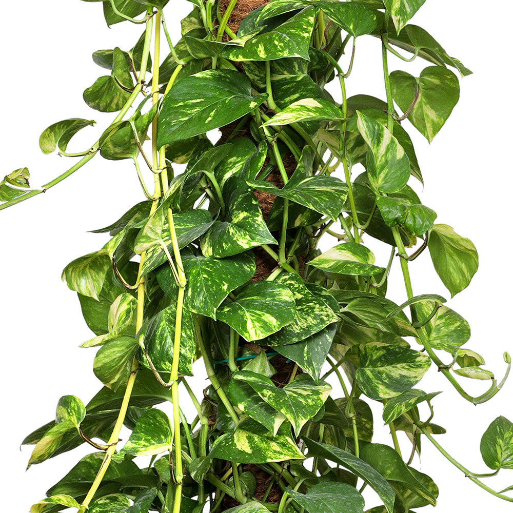 EPIPREMNUM PINNATUM MOSSTICK 100CM 25 LTR بوتس بيناتوم