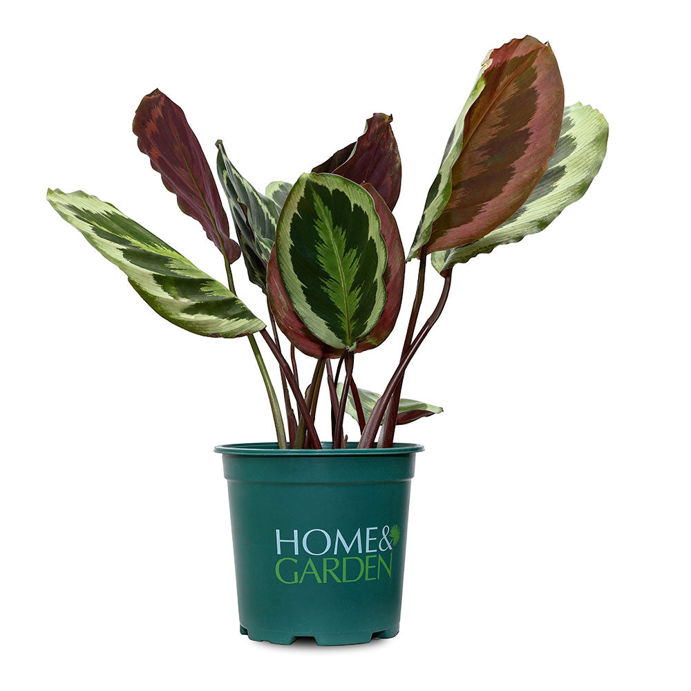 CALATHEA ROSEOPICTA - كلاثيا روزيبيكتا