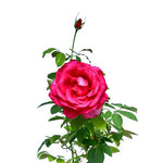 ROSE LADY NOURA ورد جوري ( ليدي نورة)