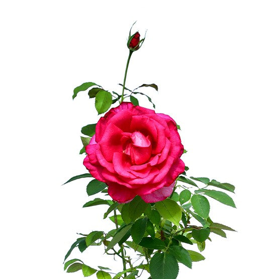 ROSE LADY NOURA ورد جوري ( ليدي نورة)