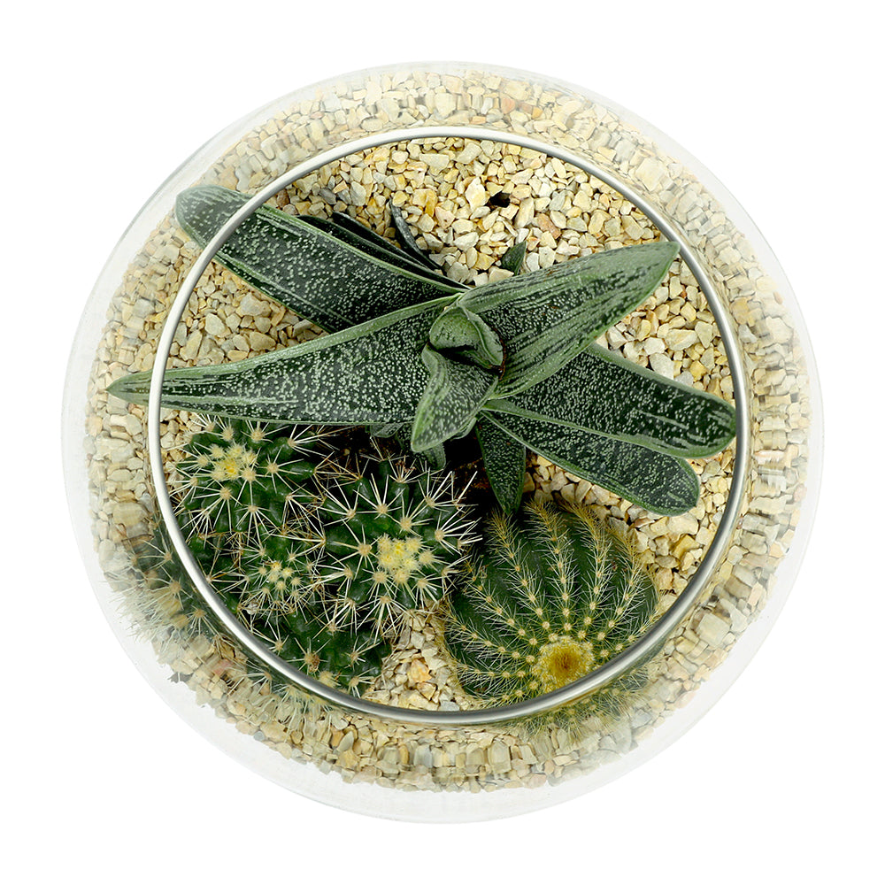 CACTUS MIXED IN TERRARIUM صباريات متنوعة في حوض التيراريوم الرائع