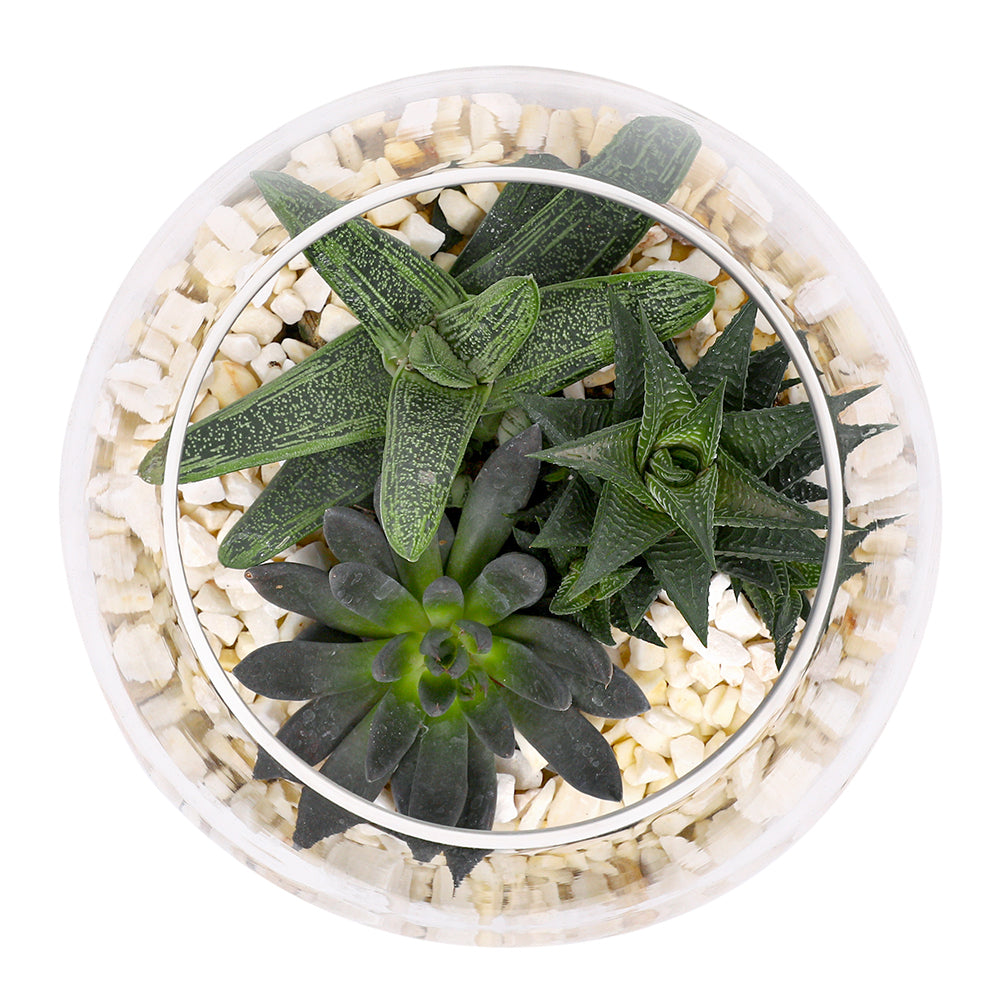 MIX SUCCULENT PLANTS IN TERRARIUM نباتات مختلطة من فصيلة الصباريات في حوض التيراريوم الرائع