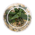 CACTUS & MIX SUCCULENT PLANTS IN TERRARIUM مجموعة من الصباريات في حوض التيراريوم المميز