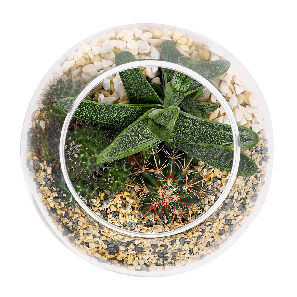 CACTUS & MIX SUCCULENT PLANTS IN TERRARIUM مجموعة من الصباريات في حوض التيراريوم المميز