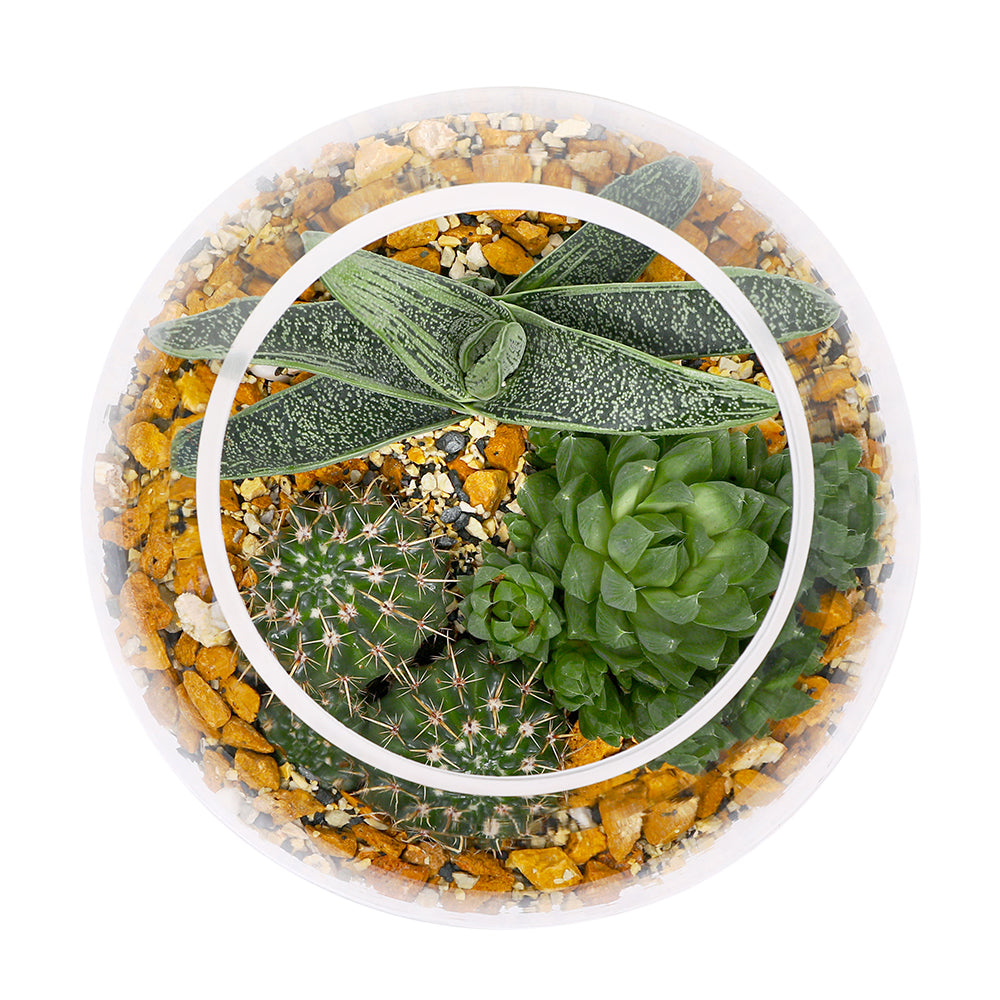 CACTUS & MIX SUCCULENT PLANTS IN TERRARIUM مجموعة من الصباريات في حوض التيراريوم المميز