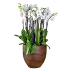 WHITE ORCHID IN LINDEN BROWN PLANTER - أوركيد في حوض بني