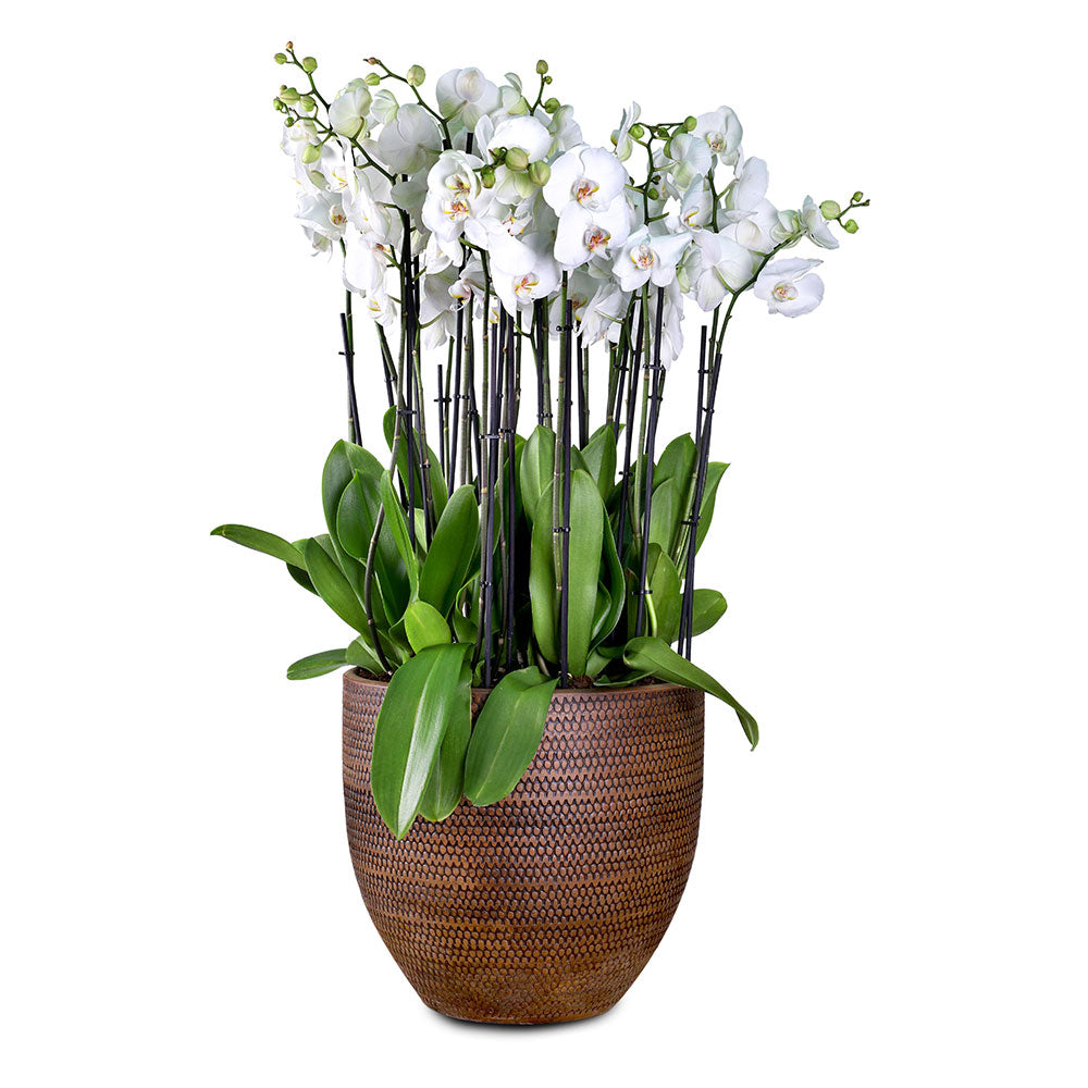 WHITE ORCHID IN LINDEN BROWN PLANTER - أوركيد في حوض بني