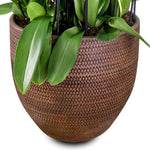 WHITE ORCHID IN LINDEN BROWN PLANTER - أوركيد في حوض بني