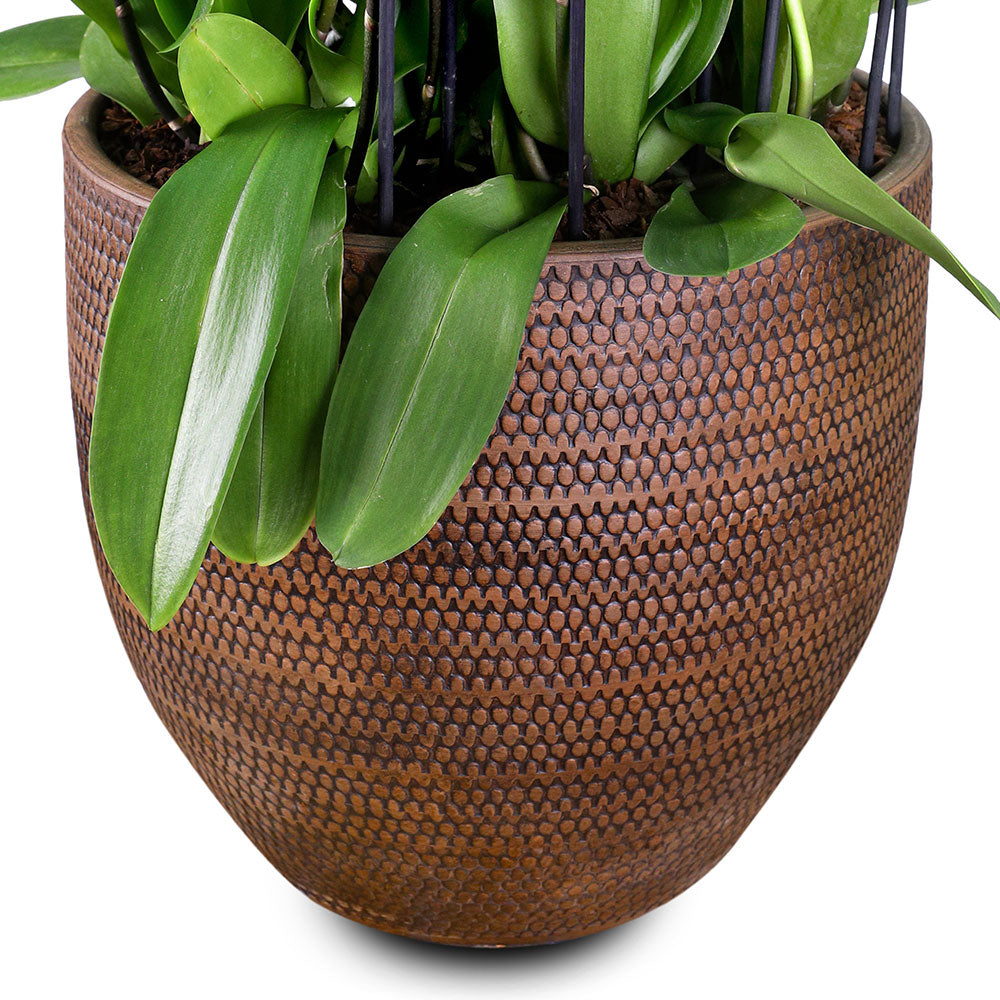 WHITE ORCHID IN LINDEN BROWN PLANTER - أوركيد في حوض بني