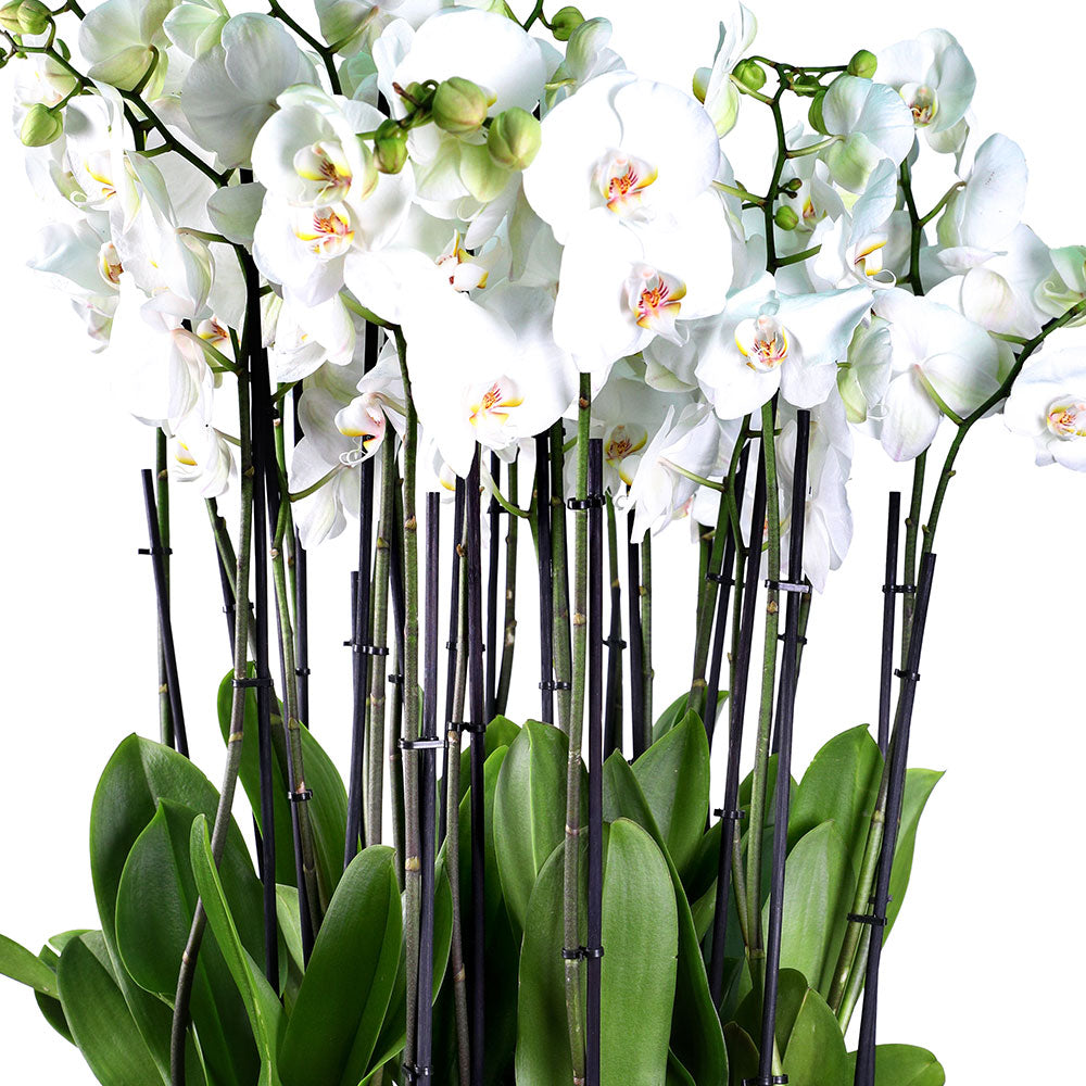 WHITE ORCHID IN LINDEN BROWN PLANTER - أوركيد في حوض بني
