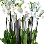 WHITE ORCHID IN LINDEN BROWN PLANTER - أوركيد في حوض بني