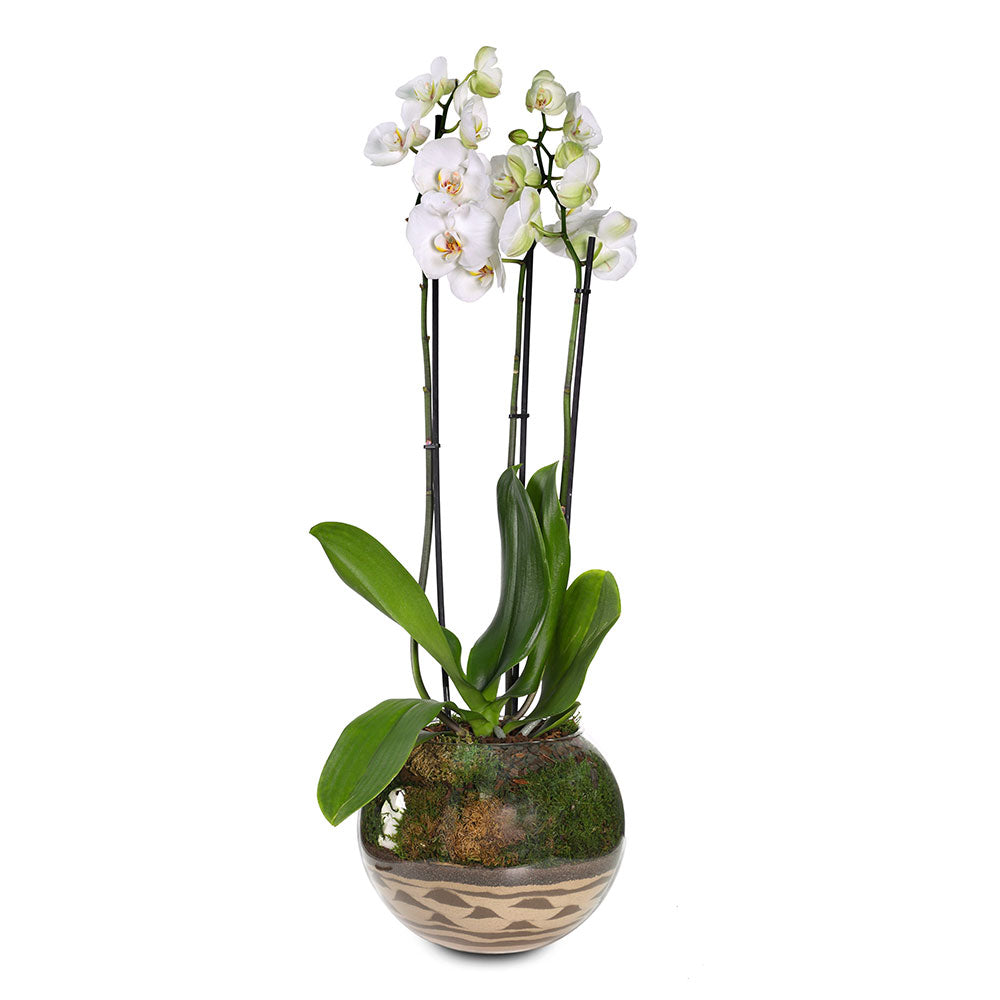 WHITE ORCHIDS IN SMALL GLASS POT - أوركيد أبيض في حوض زجاجي صغير