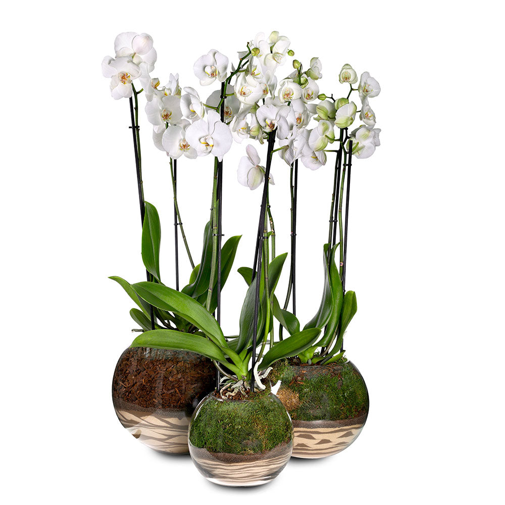 SET OF 3 WHITE ORCHIDS IN GLASS POT - مجموعة من ٣ زهور الأوركيد في وعاء زجاجي