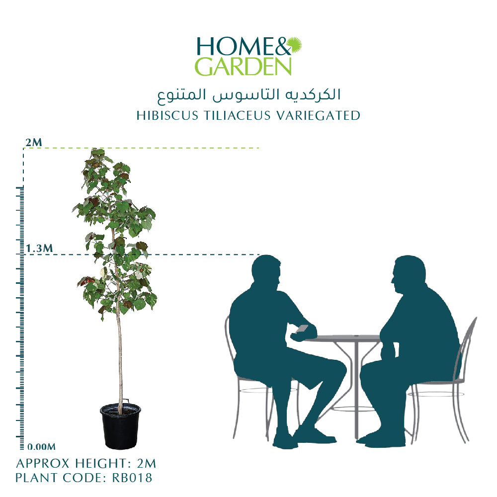 HIBISCUS TILIACEUS VARIEGATED الكركديه التاسوس المتنوع