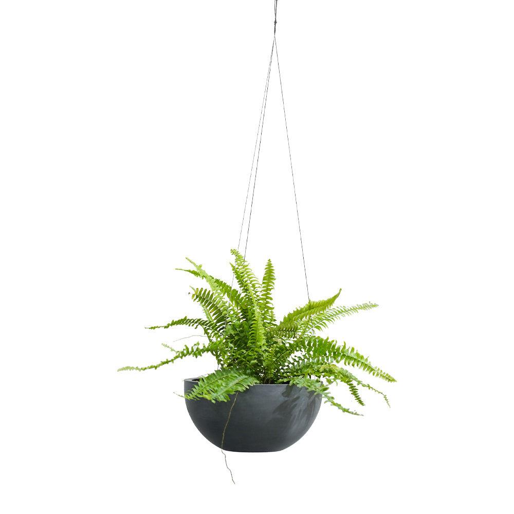 NEPHROLEPIS IN HANGING POT