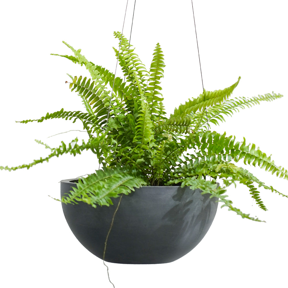 NEPHROLEPIS IN HANGING POT