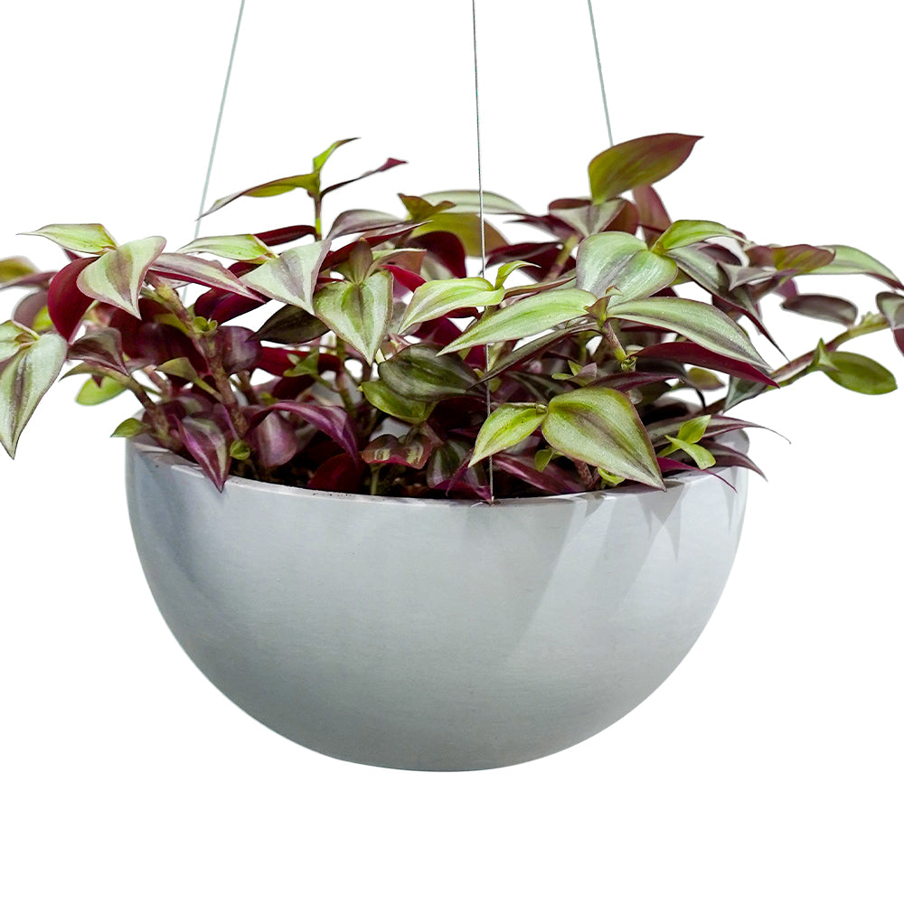 TRADESCHANTIA IN HANGING POT