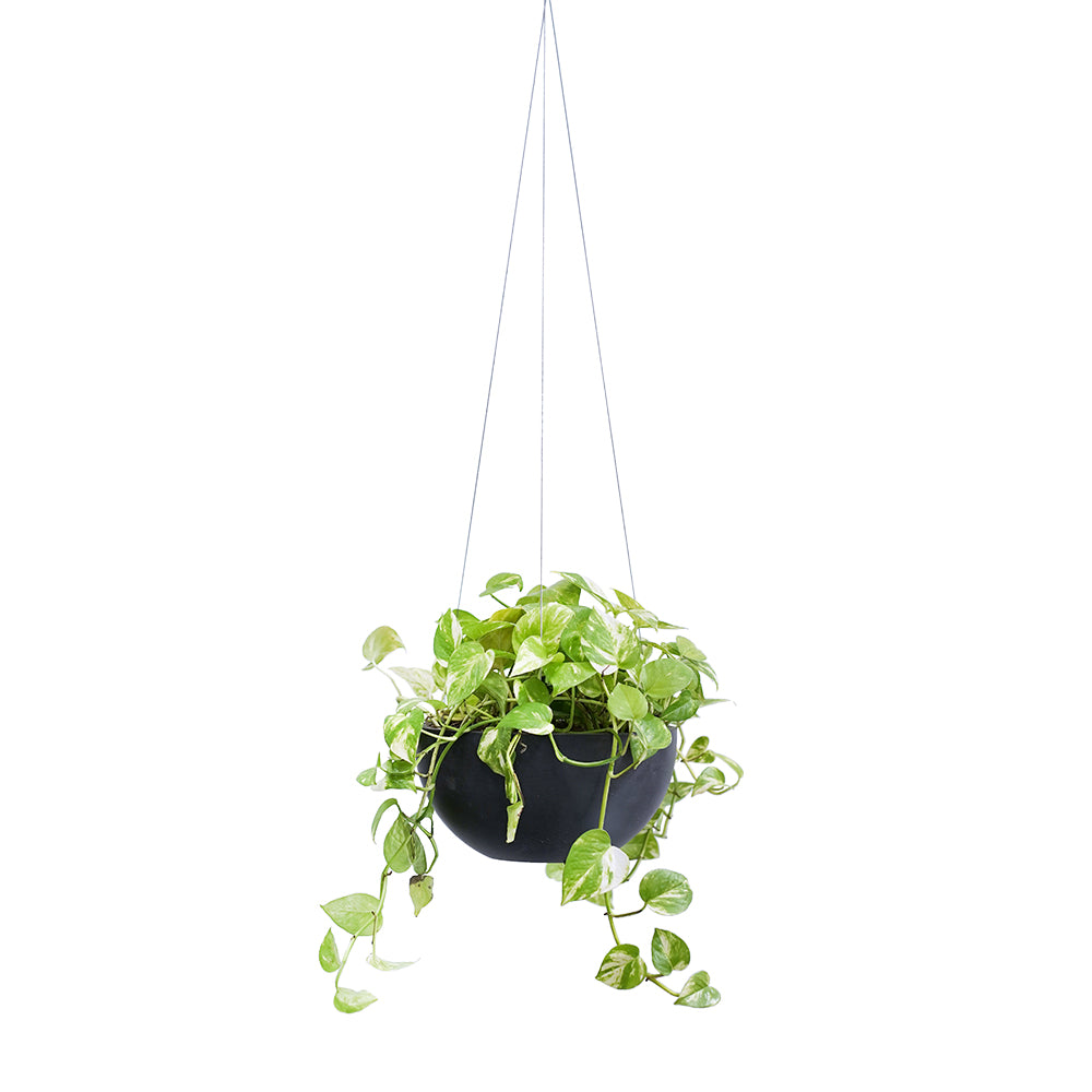 EPIPREMNUM IN HANGING POT