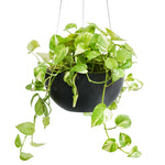 EPIPREMNUM IN HANGING POT