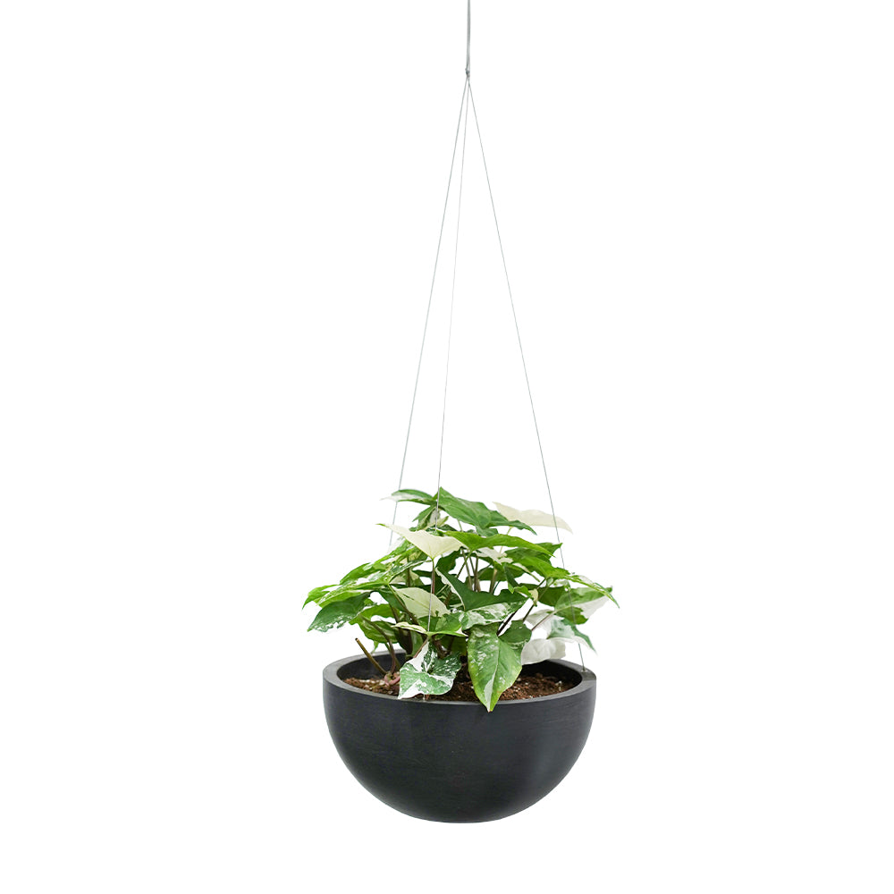 SYNGONIUM IN HANGING POT