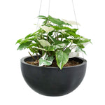 SYNGONIUM IN HANGING POT