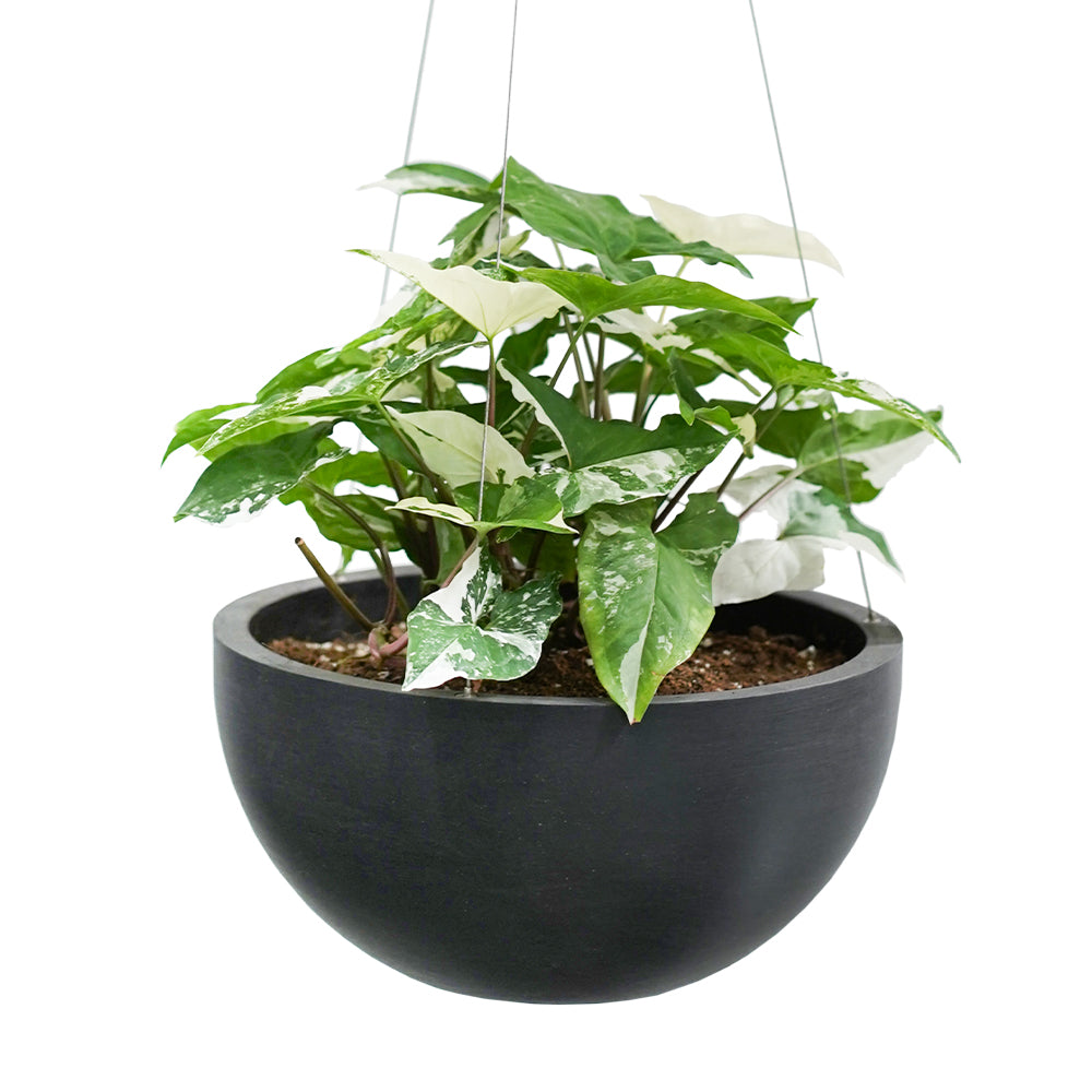 SYNGONIUM IN HANGING POT