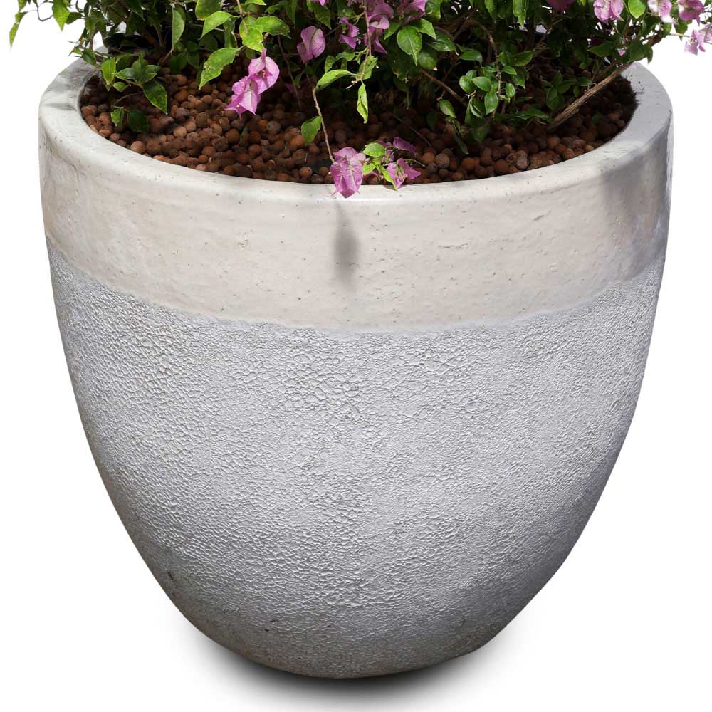 BOUGAINVILLEA COMO IN ALTEROSA CHALKY-WHITE CERAMIC POT - جهنمية كومو في حوض ألتيروسا باللون الأبيض الطباشيري
