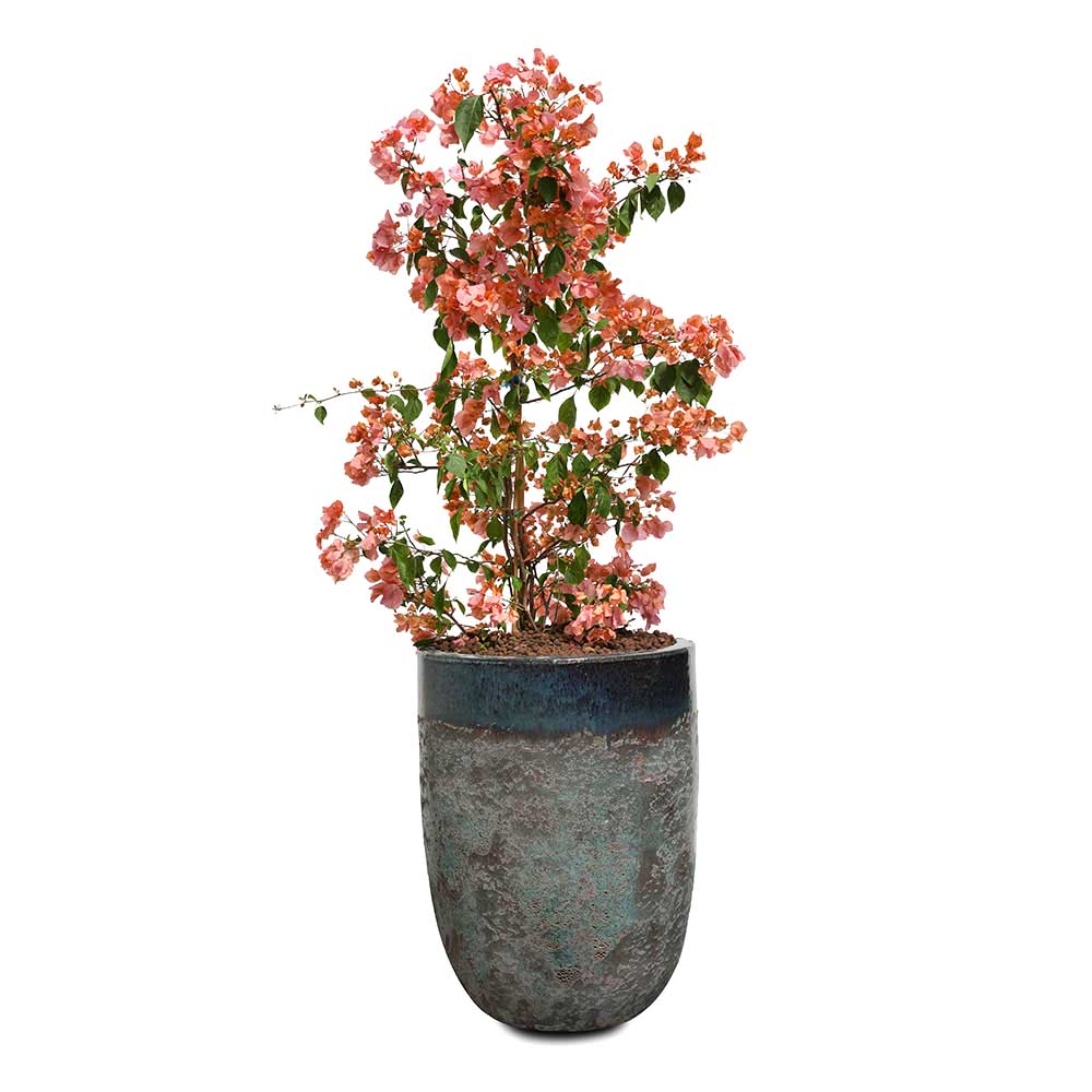 BOUGAINVILLEA MESSINA IN PETROLINA FALLING MIST GREEN CERAMIC POT - جهنمية ميسينا في حوض بترولينا الأخضر المميز