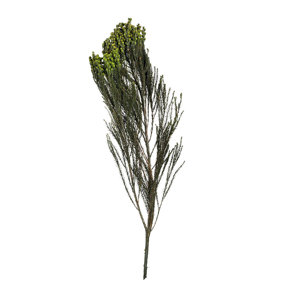 PRESERVED LANUGINOSA BRANCH 30/60 - فرع لانجوينوزا المحنط 30/60