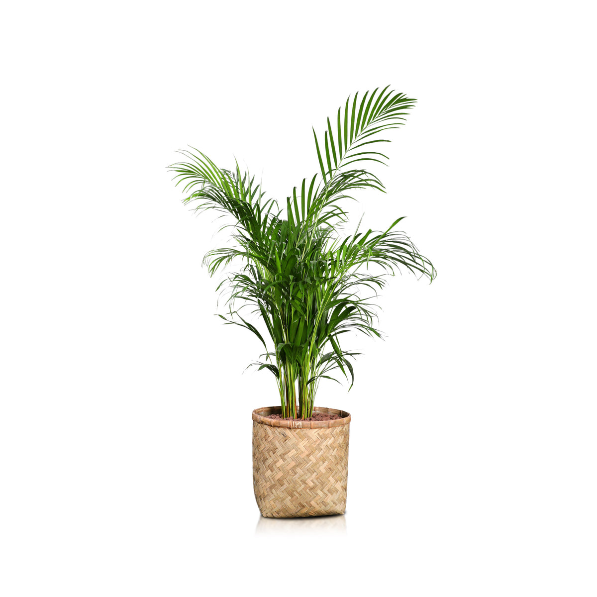 ARECA IN VERONA BAMBOO PLANTER