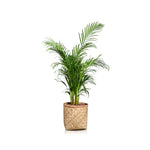ARECA IN VERONA BAMBOO PLANTER