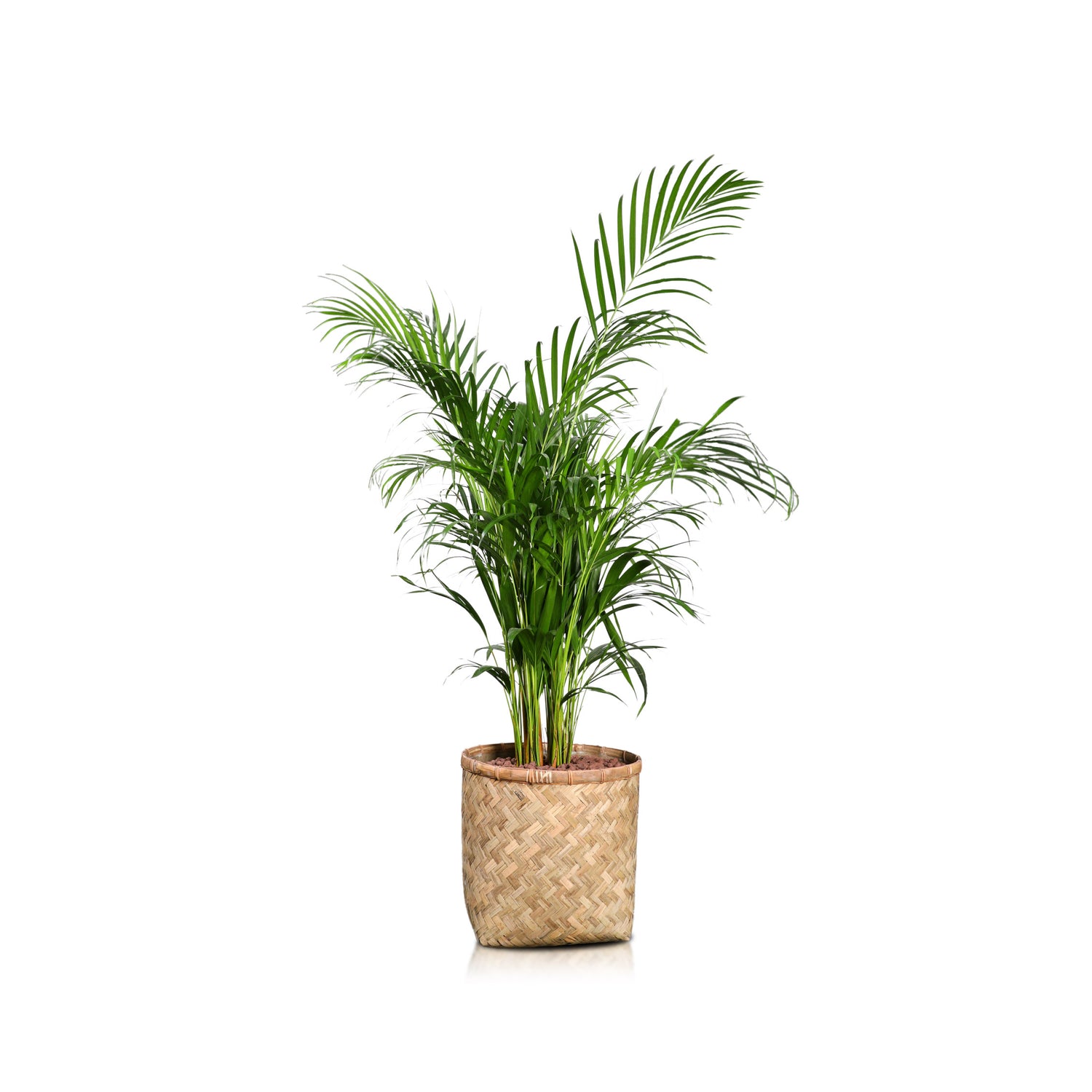 ARECA IN VERONA BAMBOO PLANTER