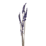 PRESERVED LAVANDER BRANCH - فرع لافندر محنط