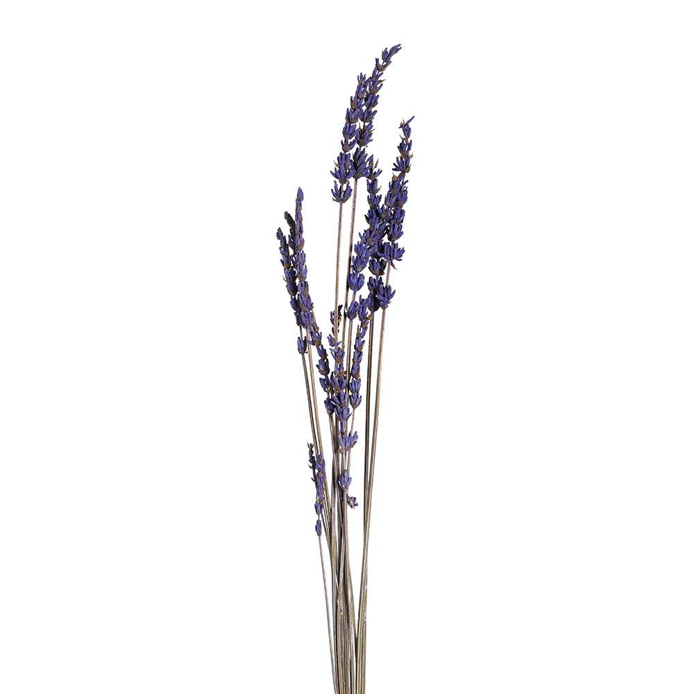 PRESERVED LAVANDER BRANCH - فرع لافندر محنط